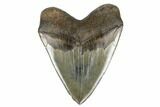 Huge, Fossil Megalodon Tooth - Bluish Enamel #180957-2